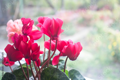 Bright red cyclamen on the window. Room flowers. Red cyclamen.