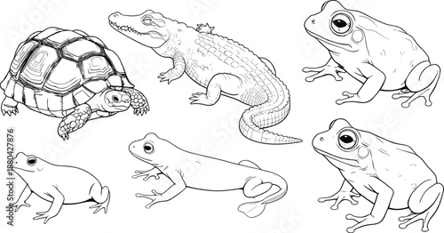 Hand drawn reptile and amphibian animals vector illustration set with turtle, crocodile, frog sketches in black and white