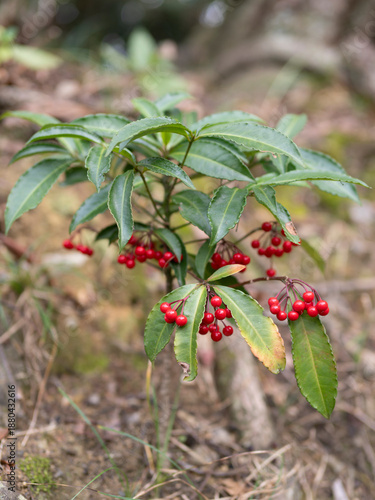 野山に生える万両