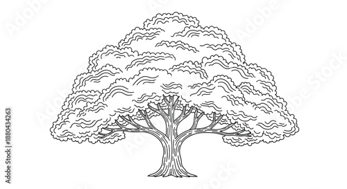 Detailed black and white sketch of a large sprawling oak tree with thick branches and lush canopy of leaves on a white background.