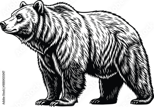 Detailed black and white grizzly bear illustration, standing wild animal woodcut style, isolated on white background, forest predator wildlife art, nature.