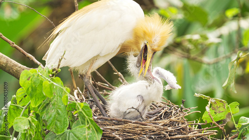 Canvas Print Eastern cattle egret bird feeding young or chick in nest on tree by regurgitatin