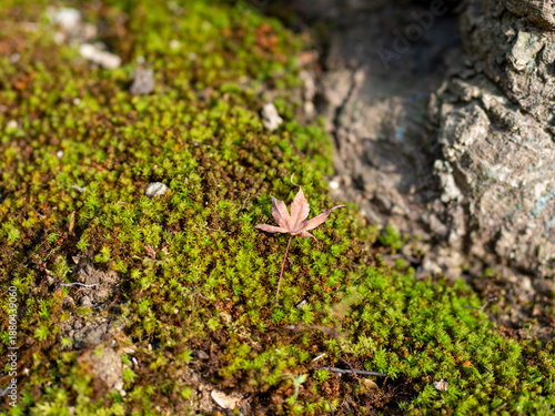 苔に落ちた楓の枯葉