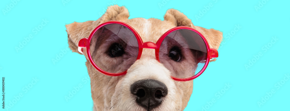 Obraz premium Adorable fox terrier dog wearing red sunglasses