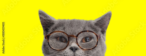Curious british shorthair cat with glasses looking away © Viorel Sima
