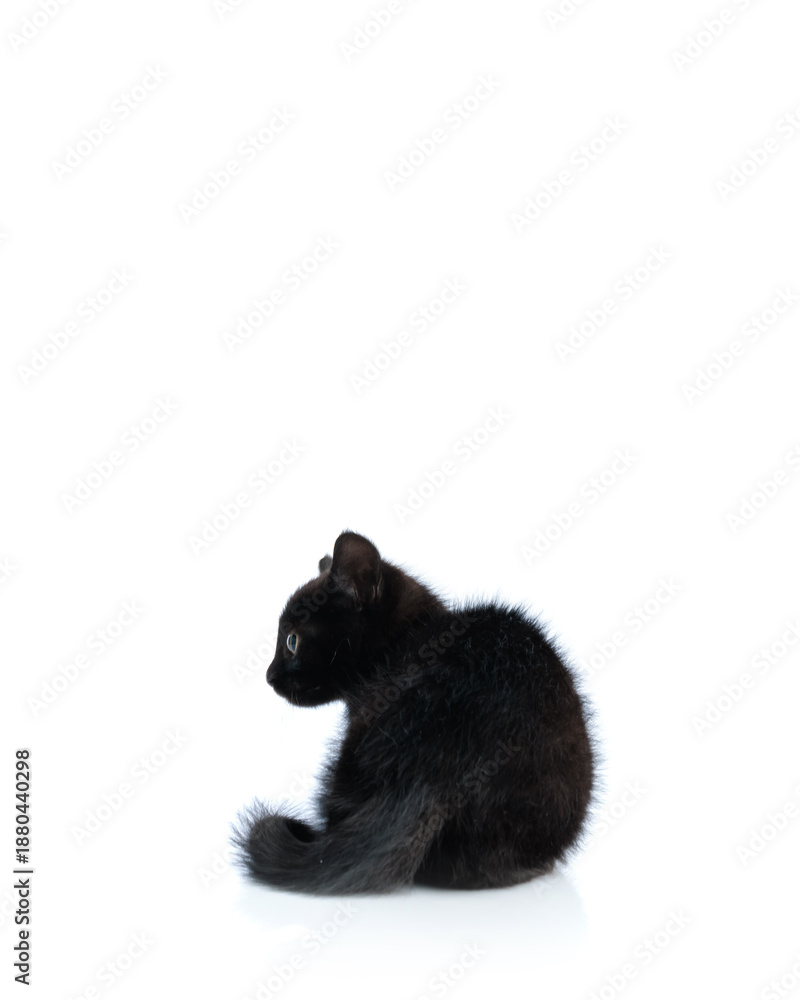 Obraz premium Back view of black metis kitten sitting and looking away
