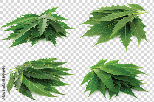 A collection of vibrant green leaves arranged in four bunches on a transparent background