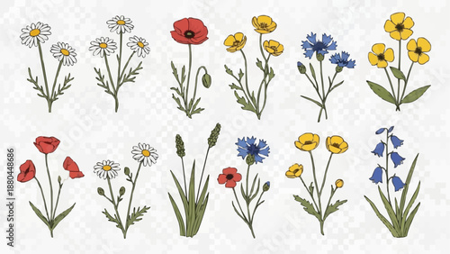 Collection of Wildflowers and Botanical Illustrations.