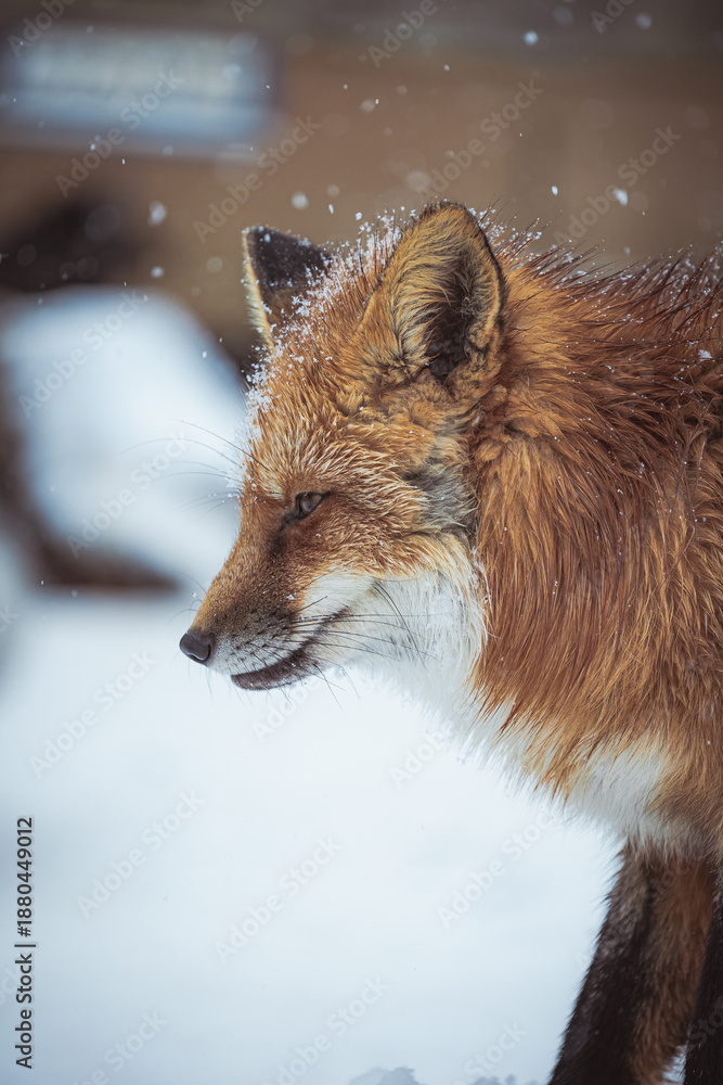Obraz premium Cute fox on snow in winter season at Zao fox village, Miyagi prefecture, Japan. landmark and popular for tourists attraction near Sendai, Tohoku region, Japan. Travel and Vacation concept