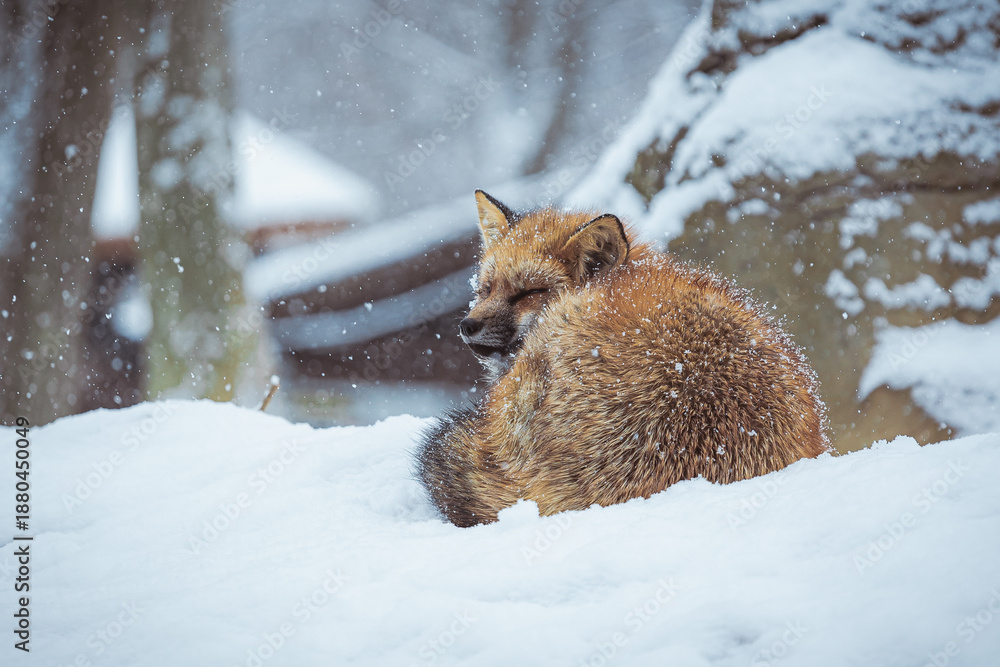 Obraz premium Cute fox on snow in winter season at Zao fox village, Miyagi prefecture, Japan. landmark and popular for tourists attraction near Sendai, Tohoku region, Japan. Travel and Vacation concept