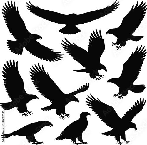 Black eagle silhouette collection, flying hunting bird of prey shapes, wildlife falcon hawk illustration set isolated