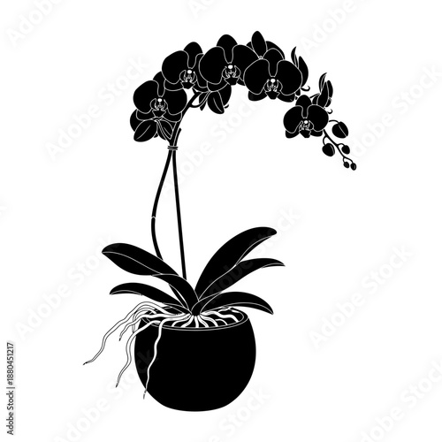 a black and white image of an orchid plant in a pot