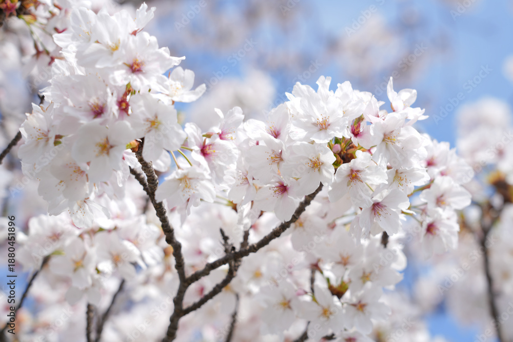 Obraz premium 桜クローズアップ