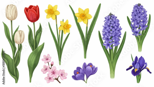 Collection of Spring Flowers Tulips Daffodils Hyacinths Crocuses and Irises.