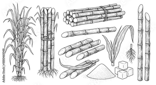 Detailed vintage style line art illustrations of sugarcane plants stalks bundles sugar cubes and granulated sugar for agricultural topics.