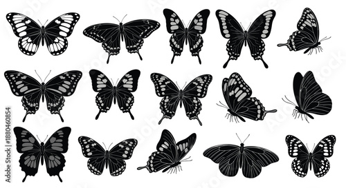 Comprehensive grid of black and white butterfly illustrations displaying different species and wing patterns from various perspectives and angles.