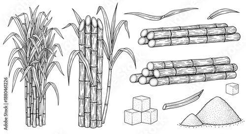 Detailed botanical sketches of sugarcane stalks bundles of cane leaves and refined sugar products like cubes and granules on a white background.
