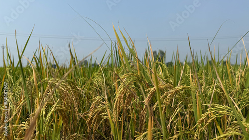 Ripe Rice Paddy Field Bathed in Golden Sunlight. A closeup of rice plantations.