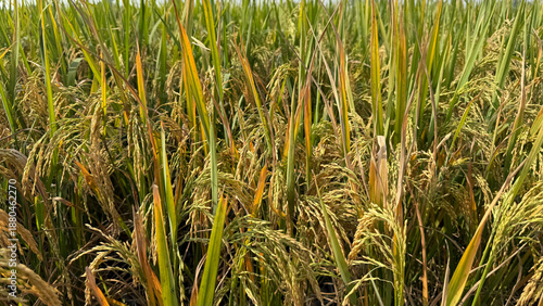 Ripe Rice Paddy Field Bathed in Golden Sunlight. A closeup of rice plantations.