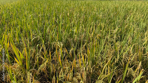 Ripe Rice Paddy Field Bathed in Golden Sunlight. A closeup of rice plantations.