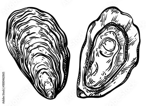 Detailed monochrome ink illustration of two oysters. Hand-drawn vintage sketch featuring a closed shell and shucked meat for seafood menus, luxury dining, and artisanal food branding designs.