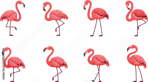 Eight elegant pink flamingos display a charming variety of standing and posing actions on a bright white surface