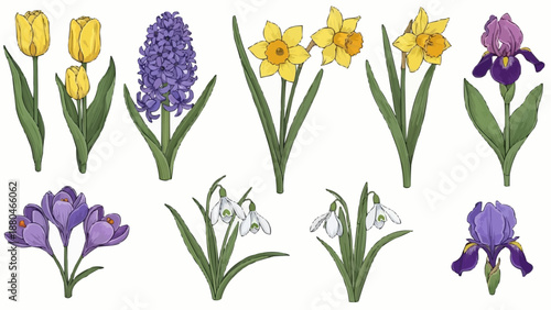 Collection of Spring Flowers Isolated on White Background.