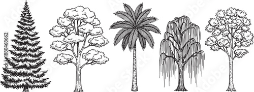 Detailed tree species drawings including pine palm and willow sketch