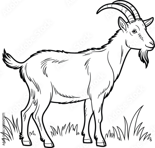 Goat standing in grass line art vector illustration, domestic farm animal for coloring book