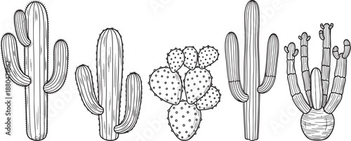 Set of hand drawn cactus plants black and white desert illustrations
