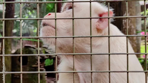 The uniqueness of albino monkeys lies in their pure white fur and pink/blue eyes, due to the genetic disorder albinism which causes the absence of melanin pigment.