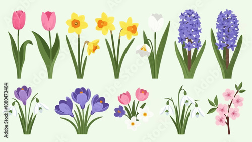 Collection of Spring Flowers Tulips Daffodils Hyacinths Crocuses Snowdrops.