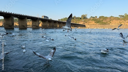 Quadro su tela Birds at Bargi Dam, Jabalpur, Madhya Pradesh, India