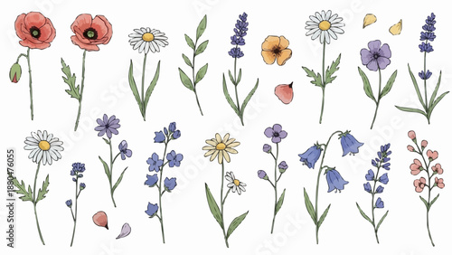 Collection of Watercolor Wildflowers and Garden Blooms.