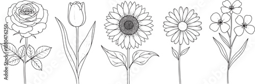 Various flowers in sketch drawing style on transparent background