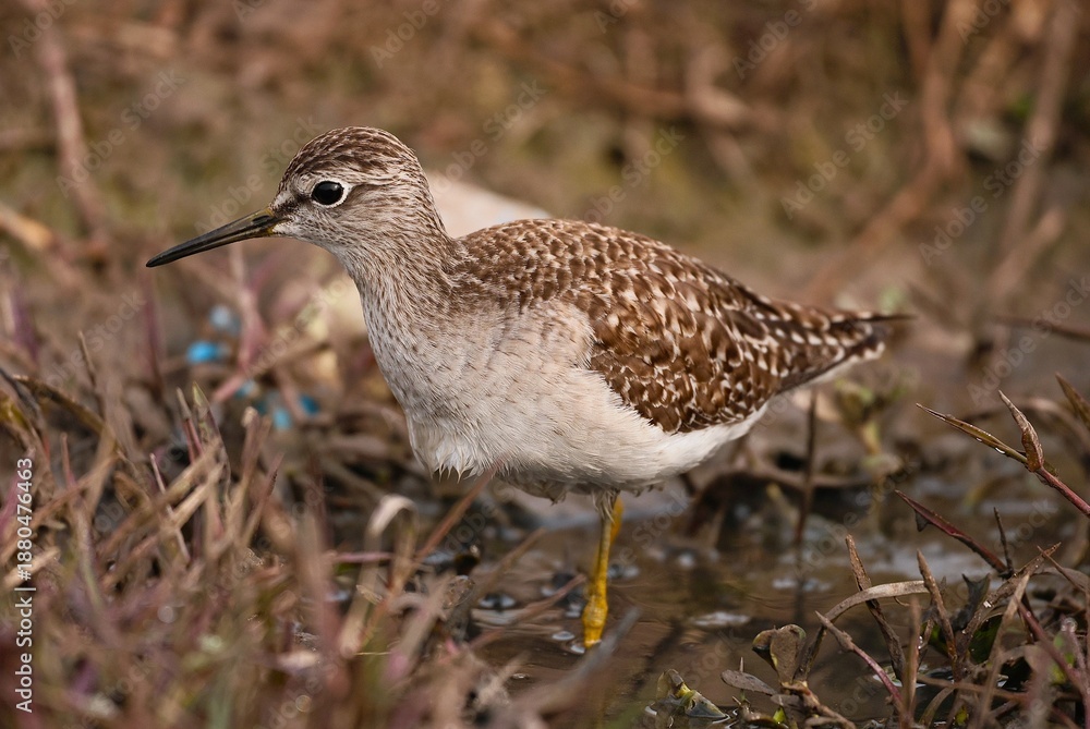 Obraz premium Sandpiper