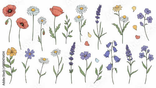 Collection of Wildflowers and Poppies Botanical Illustration.
