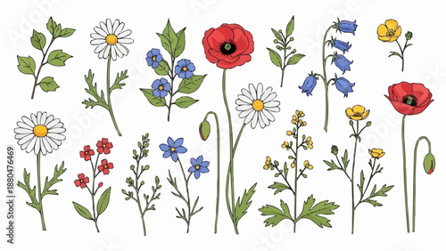 Collection of Wildflowers and Garden Blooms.