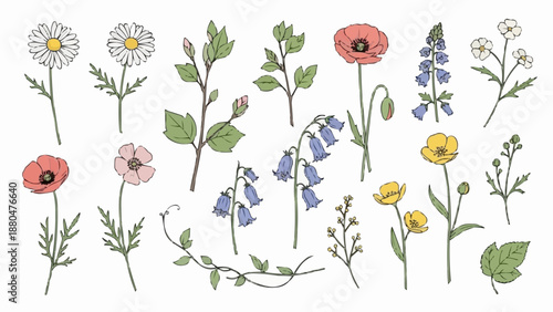 Collection of Hand Drawn Wildflowers and Blossoms.
