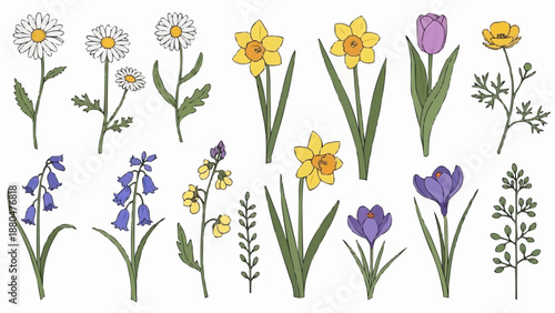 Collection of Spring Flowers Botanical Illustration.