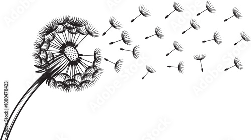Dandelion clock blowing seeds flying in wind vector graphic