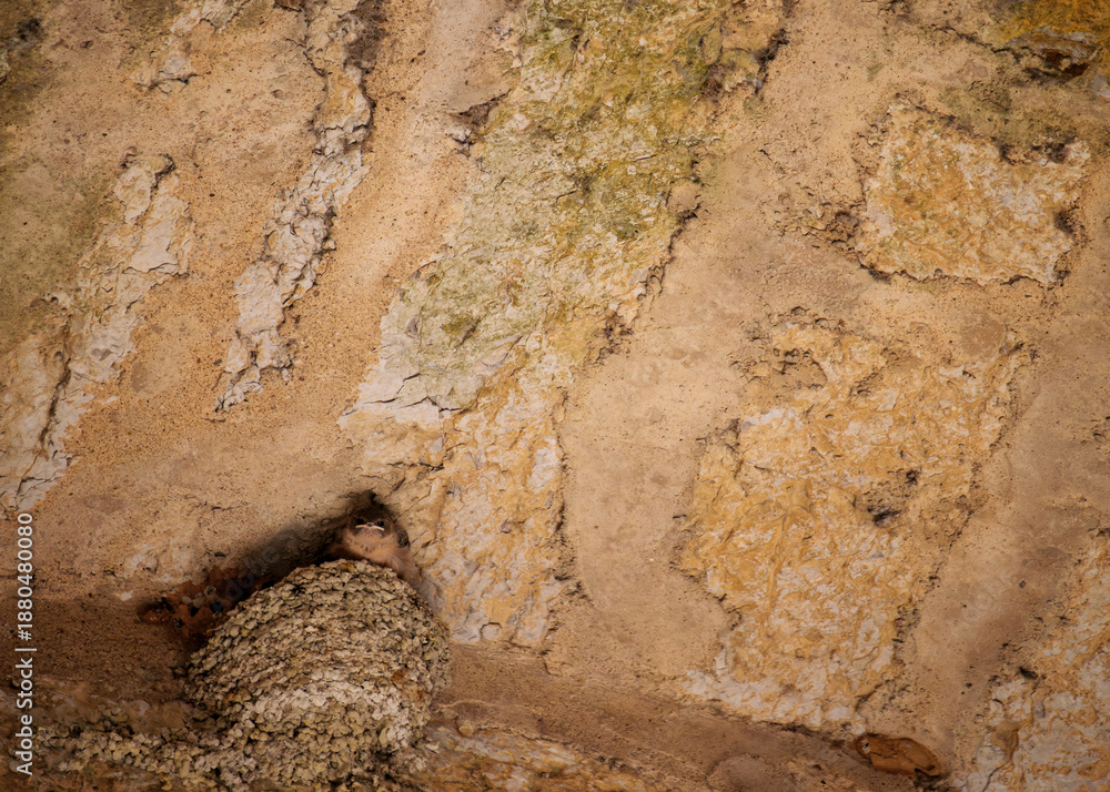 Obraz premium Juvenile Eurasian Crag Martin Ptyonoprogne Rupestris in Nest