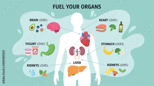 Human body organs and healthy food infographic for nutrition and wellness