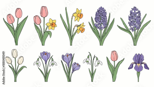 Collection of Spring Flowers Illustration.
