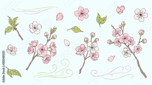 Cherry Blossom Flowers and Leaves Illustration.