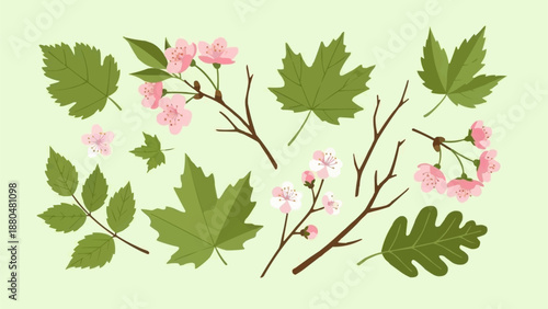 Collection of Spring Flowers and Green Leaves Vector Illustration.