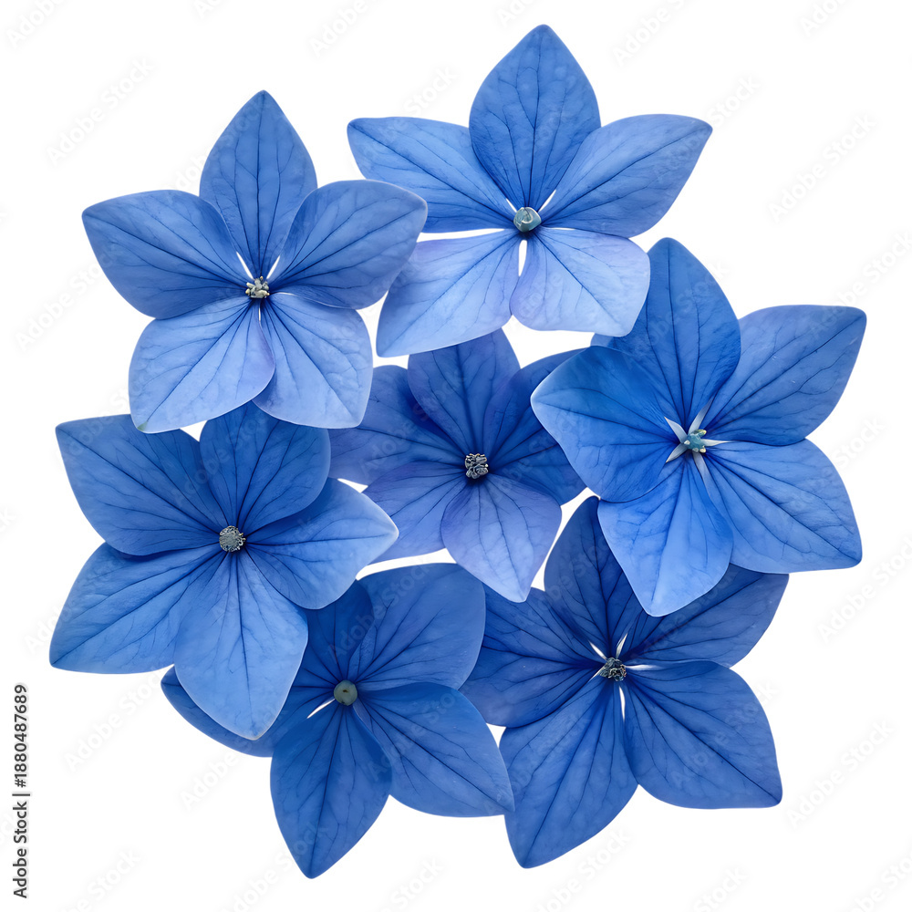 custom made wallpaper toronto digitalBlue flowers isolated on transparent background