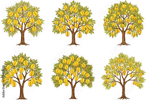 Vector starfruit trees illustration, cartoon carambola tree clipart, tropical yellow fruit plant with green leaves, farming and garden design