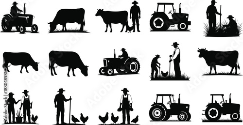 Farmers working with tractors, cows grazing, raising chickens, rural agriculture, livestock care, farming activities, outdoor farm life, agricultural workers, harvesting crops.