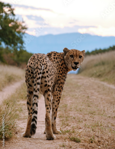 Photography Cheetah crossing a serene path in Kruger National Park, South Africa during suns